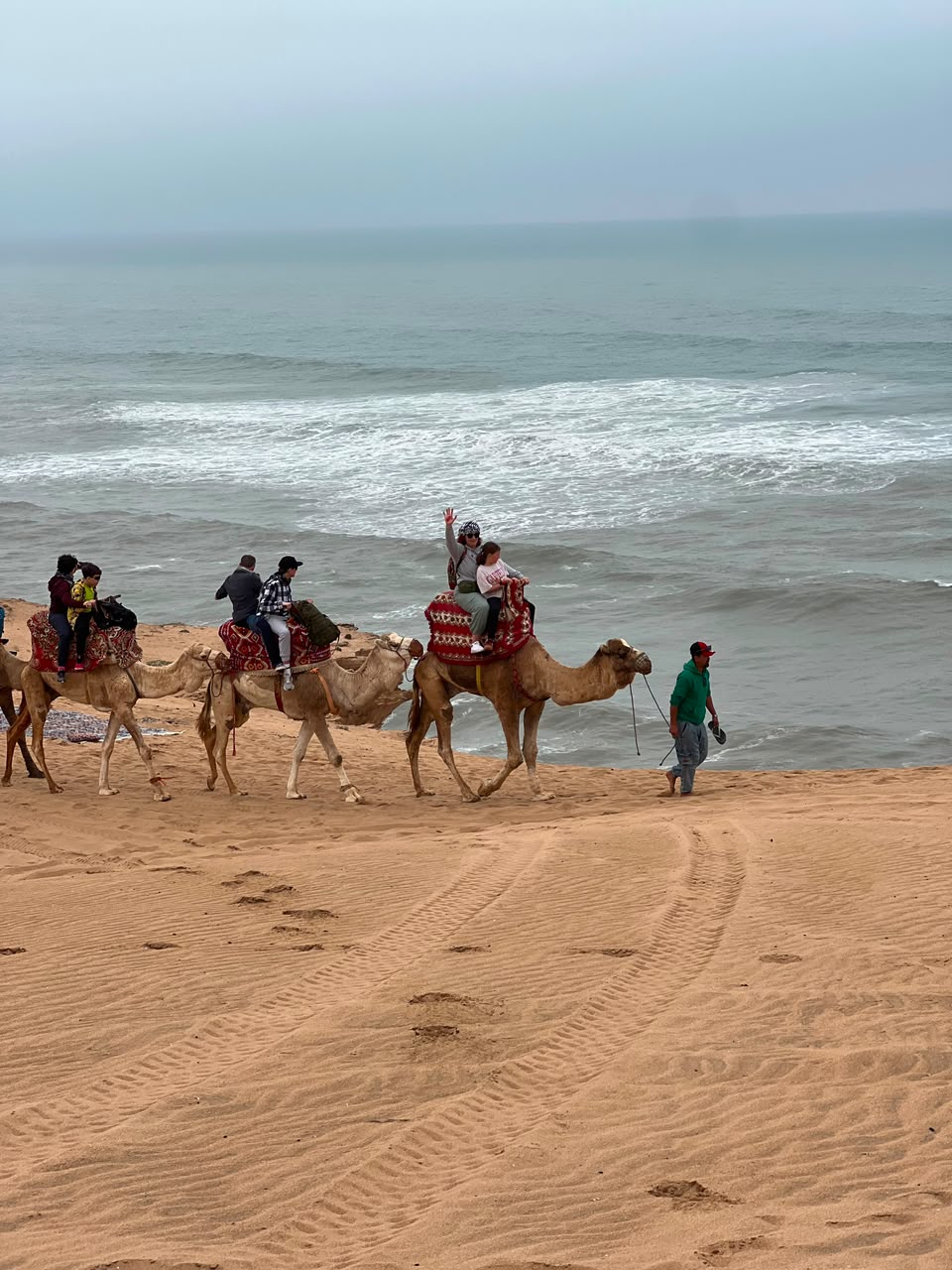 Timlalin Camel — coastal view near Agadir Morocco